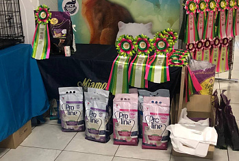 Фотографии с международной выставки кошек КЛК АКВАРЕЛЬ «Летние краски». 23-24 июля